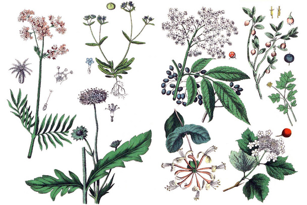Illustrations of plants. - Photo, Image