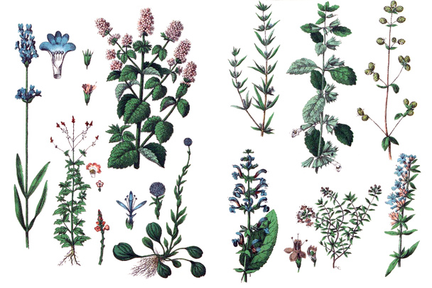 Illusztrációkat a növények. - Fotó, kép