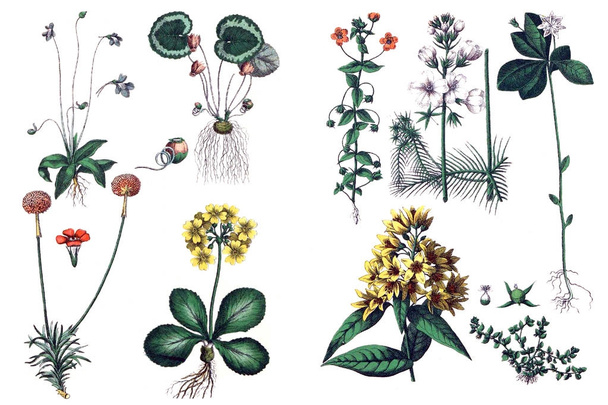 Ilustraciones de plantas
. - Foto, Imagen
