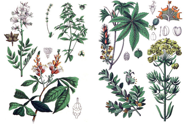 Illustrations de plantes
. - Photo, image