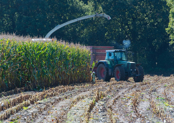 Maisernte, Mähdrescher im Einsatz, Erntewagen mit Traktor - Foto, Bild