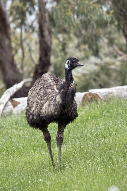 emu walking on grass - Foto, Imagen