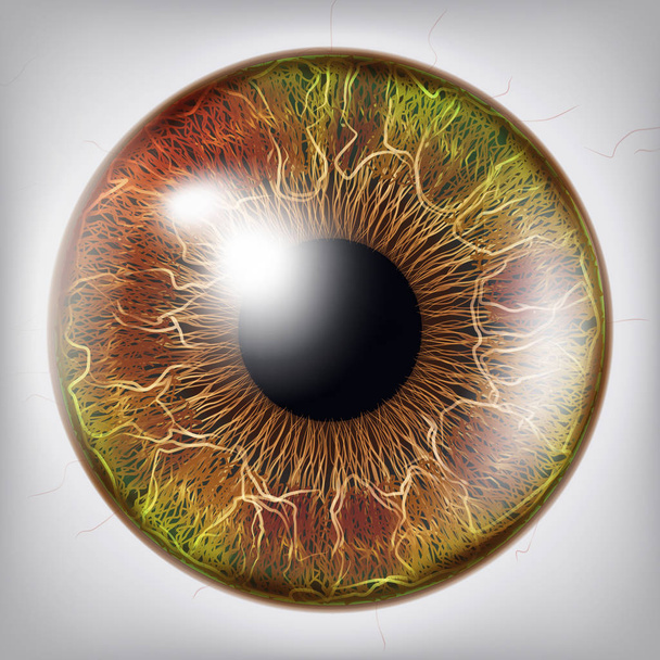 Ojo Iris Vector. Ilustración del concepto médico de la visión
 - Vector, Imagen