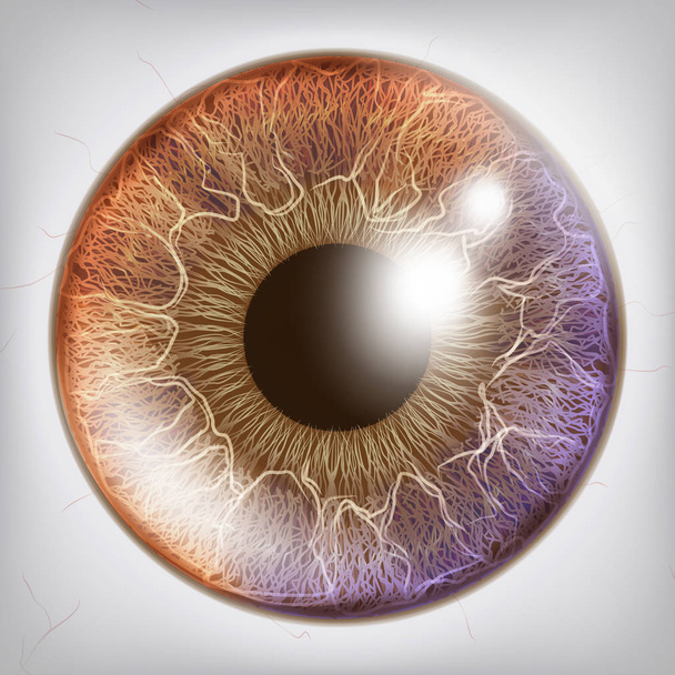 Eye Iris Vector realista. Ilustración del concepto de anatomía
 - Vector, Imagen