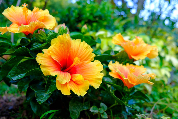 hibiscus hawaïen coloré dans le jardin
 - Photo, image