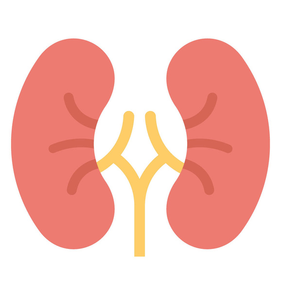  Human Kidneys Vector Icon - Vector, Image