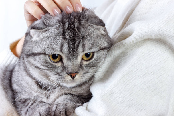 Schattig gember kat slaapt opwarming van de aarde in gebreide trui op zijn eigenaar handen. Schotse kitten - Foto, afbeelding
