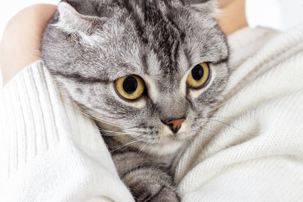 Carino gatto zenzero dorme riscaldandosi in maglia maglione sulle mani del suo proprietario. Gattino scozzese
 - Foto, immagini