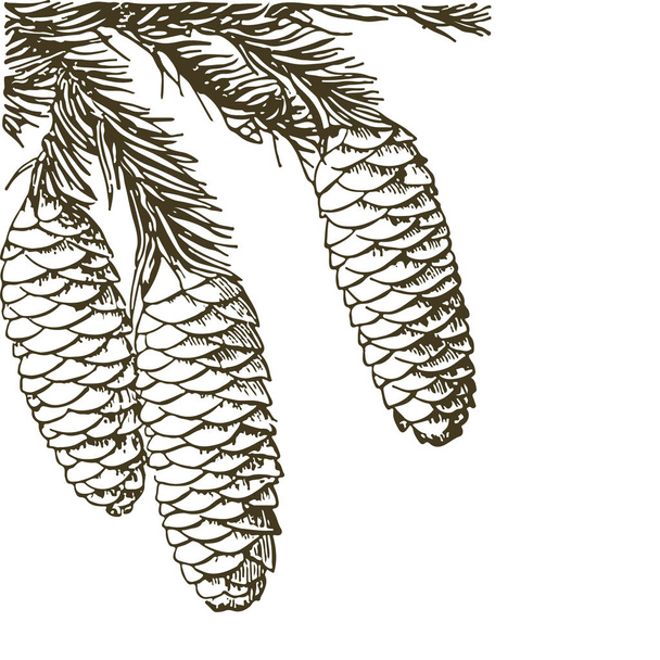 Coniferous branches of trees with cones: pine, spruce, fir, cypr - Vector, Image