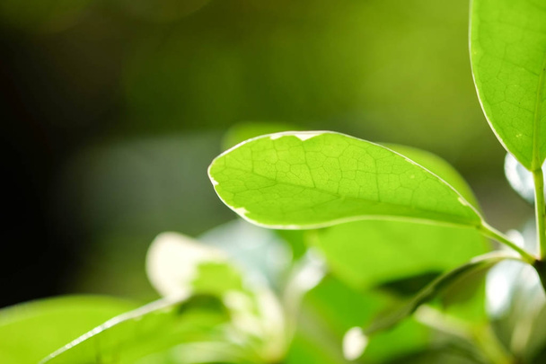 Natural green plants background or wallpaper. nature view of green leaf in garden at summer under sunlight. - Φωτογραφία, εικόνα