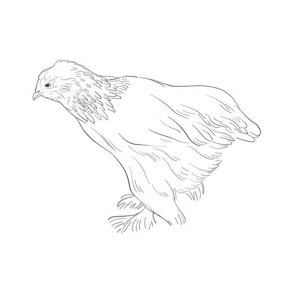 vector sketch of chicken - Vetor, Imagem