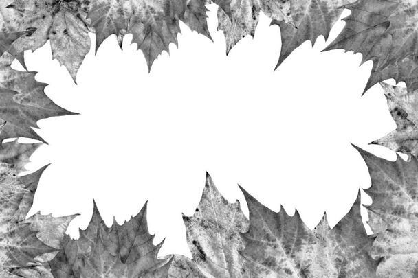 Γκρι σφένδαμο ξηρά φύλλα σκηνικό περίγραμμα απομονώνονται σε λευκό φόντο - Φωτογραφία, εικόνα