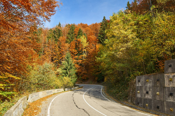 Asphalt road through colorful forest - Φωτογραφία, εικόνα
