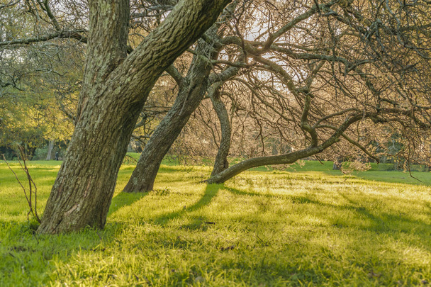 Trees and Grass at Park - Фото, изображение