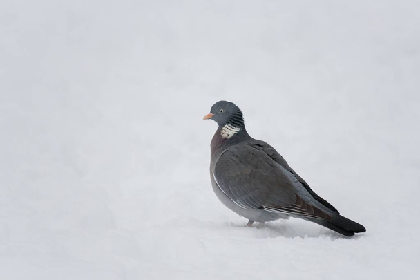Wood pigeon in winter - Фото, изображение