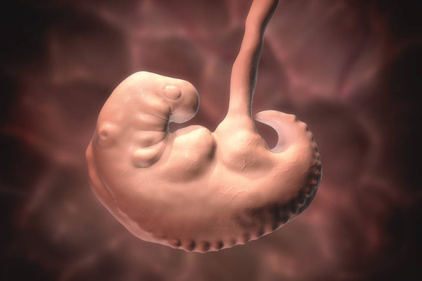 Zwangerschap. 4 weken embryo - Foto, afbeelding