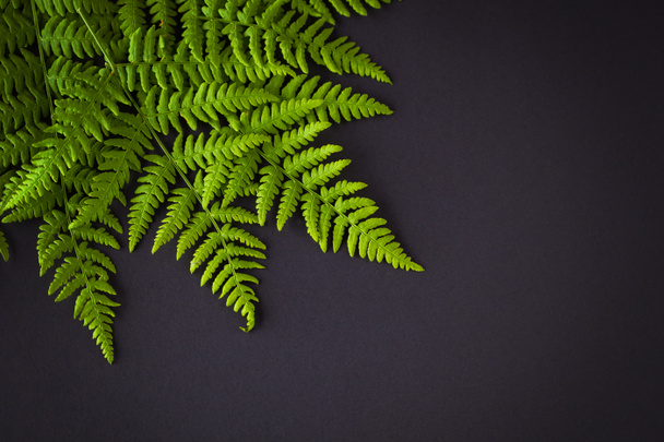 green fern leaves - Photo, Image