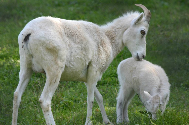Dall brebis brebis et agneau dans la prairie
 - Photo, image