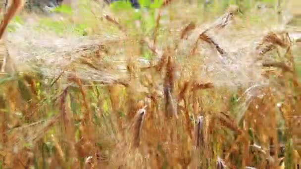 Dojrzałe Piękna silnie pszenicy są fruwające w wiatr - Materiał filmowy, wideo