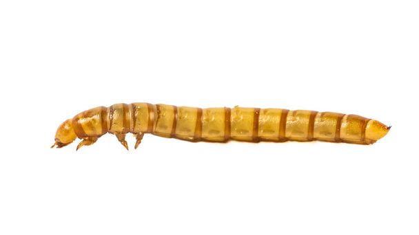 yan görünümü larvalı kapat  - Fotoğraf, Görsel