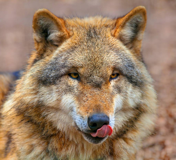 Grey Wolf licking its mouth - Photo, Image