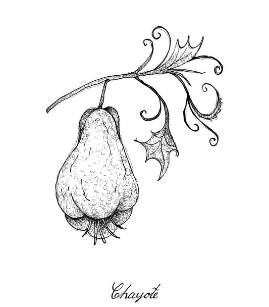 手描き植物と新鮮な緑ハヤトウリ果実の - ベクター画像