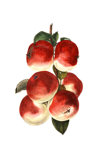 almák illusztrációja fehér alapon. - Fotó, kép