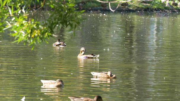 Πάπιες στο νερό σε λίμνη πάρκο της πόλης. Πάπιες είναι το κολύμπι σε μια λίμνη, σε ένα πάρκο της πόλης. πάπιες που κολυμπούν σε μια πόλη πάρκο - Φωτογραφία, εικόνα