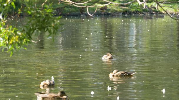 Πάπιες στο νερό σε λίμνη πάρκο της πόλης. Πάπιες είναι το κολύμπι σε μια λίμνη, σε ένα πάρκο της πόλης. πάπιες που κολυμπούν σε μια πόλη πάρκο - Φωτογραφία, εικόνα
