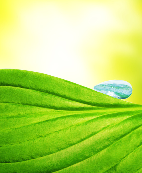 waterdruppel op groen blad - Foto, afbeelding