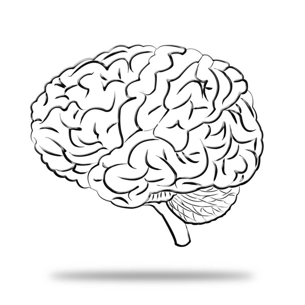 εγκεφάλους ανθρώπων σε λευκό φόντο - Φωτογραφία, εικόνα