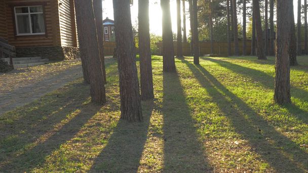 Beautiful urządzone kwiecisty domu ogród szlak z drzewa trawa żywopłotów. Lovely podwórku w słoneczny dzień - Zdjęcie, obraz