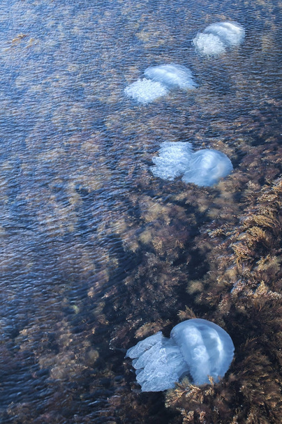 Medúza között algás tengeri vizeken - Fotó, kép