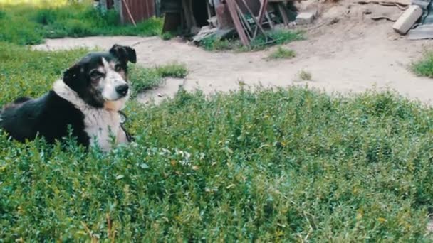 O velho cão exausto está acorrentado no quintal com moscas mordidas e orelhas podres
 - Filmagem, Vídeo