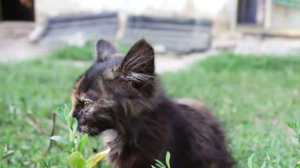 Sucio tricolor shaggy vagabundo gatito en hierba close up vista
 - Metraje, vídeo