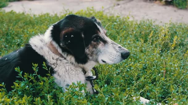 Vieux chien épuisé avec des mouches mordues et des oreilles pourries se penche sur les chaînes dans la cour
 - Séquence, vidéo