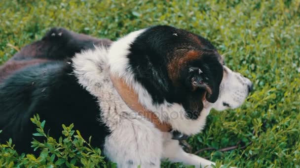 Старая измученная собака на цепях во дворе с укушенными мухами и гнилыми ушами вблизи.
 - Кадры, видео