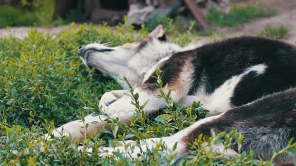El viejo perro agotado está encadenado en el patio con moscas mordidas y orejas podridas
 - Metraje, vídeo