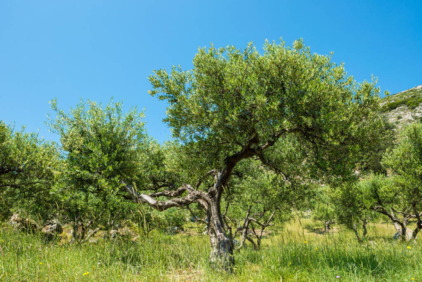 Φυτεία ελιών Ελλάδα, Ευρώπη - Φωτογραφία, εικόνα