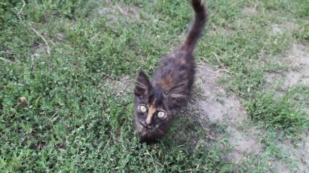 Грязный трехцветный лохматый котенок на траве
 - Кадры, видео