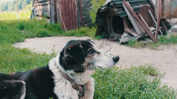 Vecchio cane esausto con mosche morse e orecchie marce è appoggiato sulle catene nel cortile
 - Filmati, video