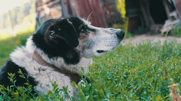El viejo perro agotado está encadenado en el patio con moscas mordidas y orejas podridas de cerca
 - Imágenes, Vídeo