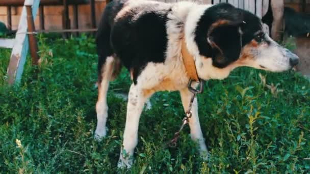 Είναι το παλιό σκυλί εξαντληθεί στις αλυσίδες - Πλάνα, βίντεο