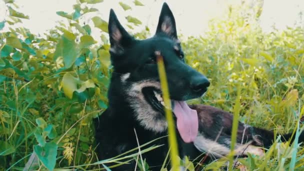 schöner Hund schaut sich mit hängender Zunge um - Filmmaterial, Video