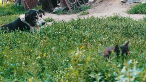 De oude uitgeput hond is op ketens in de tuin met gebeten vliegen en rotte oren - Video