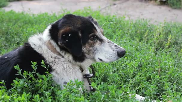 Viejo perro agotado se apoya en las cadenas en el patio
 - Imágenes, Vídeo