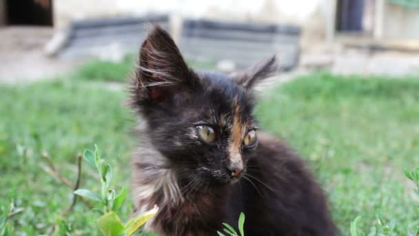 Sucio tricolor shaggy vagabundo gatito en hierba close up vista
 - Metraje, vídeo