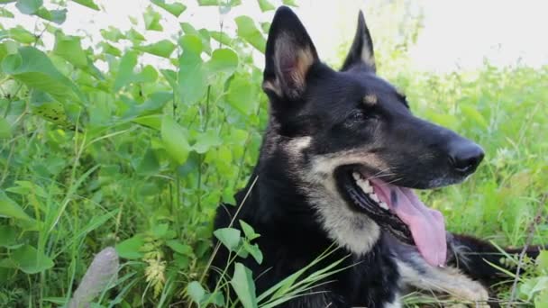 Cão bonito olha em volta com a língua pendurada
 - Filmagem, Vídeo