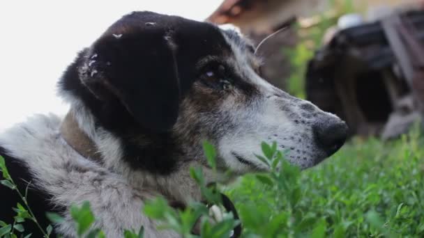 El viejo perro agotado está encadenado en el patio con moscas mordidas y orejas podridas de cerca
 - Metraje, vídeo