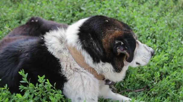 Vieux chien épuisé est appuyé sur les chaînes dans la cour
 - Séquence, vidéo